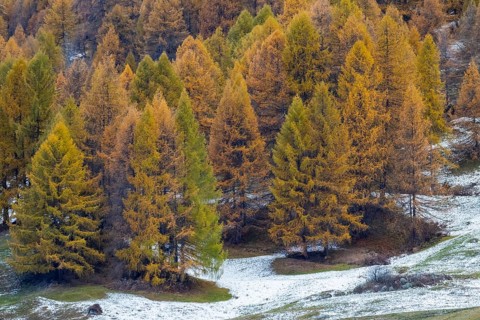 Larch forest, yellow larch trees (Larix) in snow, autumn, Ardez, Engadin, Grisons, Switzerland