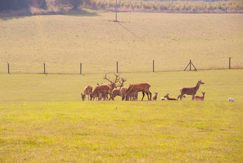 Red deer in an outdoor enclosure, Cape Arkona, Wittow Peninsula, Putgarten, Rügen Island,
