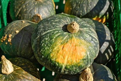 Dolcevera green Hokkaido kabocha pumpkin in green crate