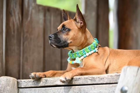 Cute brown mixed breed dog wearing green paracord collar and anti thick EM ceramic neckalce in