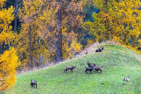 Chamois (Rupicapra rupicapra) in front of yellow larches (Larix), autumn, Zernez, Engadin,