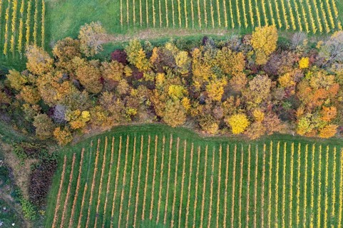 Aerial view, typical landscape in autumn with vineyards, South Styrian hills, South Styrian wine