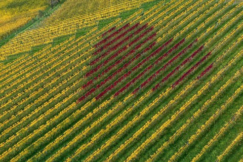 Aerial view, heart, vineyards, South Styrian hills, South Styrian Wine Route, Styria, Austria