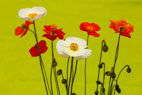 Icelandic poppy (Papaver nudicaule), flowers in the studio, light green background, North