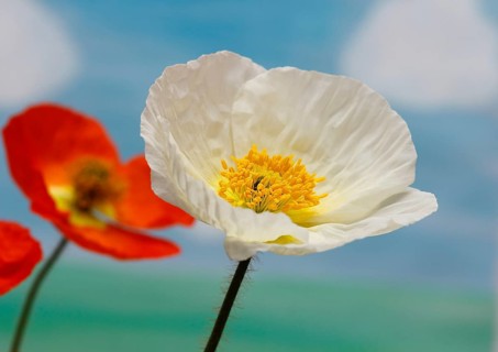 Icelandic poppy (Papaver nudicaule), flowers in the studio, painted background, North