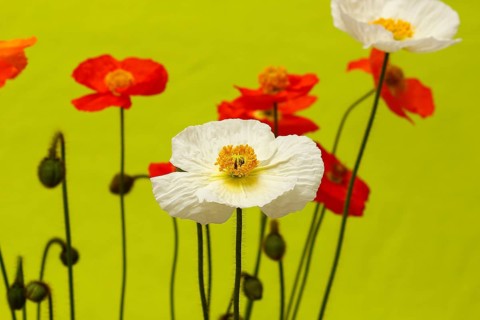 Icelandic poppy (Papaver nudicaule), flowers in the studio, North Rhine-Westphalia, Germany