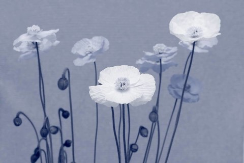 Icelandic poppy (Papaver nudicaule), flowers in the studio in monochrome North Rhine-Westphalia,