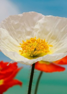 Icelandic poppy (Papaver nudicaule), flowers in the studio, painted background, North