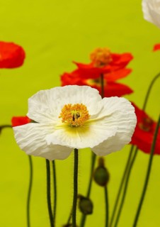 Icelandic poppy (Papaver nudicaule), flowers in the studio, light green background, North