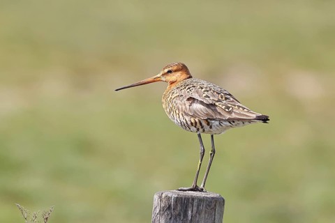 Blacktail (Limosa limosa), sitting room, on a fence post, snipe birds, wildlife, nature
