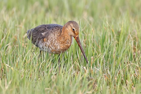 Blacktail (Limosa limosa) runs on the shore of a lake in a moor, snipe birds, wildlife, nature