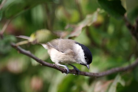 Nonna tit (Poecile palustris), close-up, head, tree, branch, leaves, autumn, The tit sits in a tree