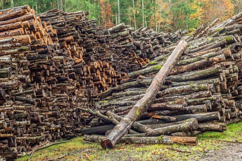 Stack of firewood, logs in the forest in Fyledalen, Ystad municipality, Skåne, Sweden, Scandinavia