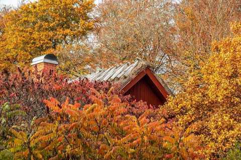 Roof of old cottage in a beech forest in autumn colors in Snogeholm, Sjöbo municipality, Skåne,