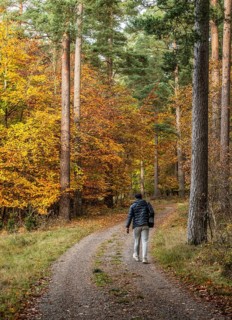 Lone hiker on forest path through a beech forest in autumn colors in Snogeukm, Sjöbo municipality,