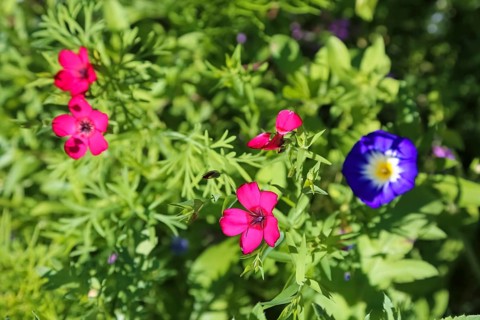 Red flax (Linum grandiflorum), splendor, field bindweed (convolvulus arvensis), meadow, wild