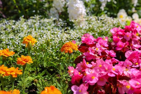 Left student flower (Tagetes), right ice begonia (Begonia semperflorens), flower begonia, God's