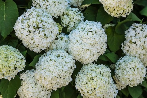 Snowball (Viburnum), white flowers, plants, muskweed (Adoxaceae), perennial, gardens,