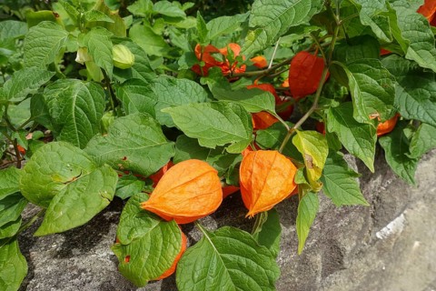 Lantern flower (Physalis alkekengi), green leaves, orange-red flowers, flowers, plants, gardens,