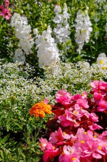 Ice begonia (Begonia semperflorens), flower bed begonia, God's eye, white and pink flowers,