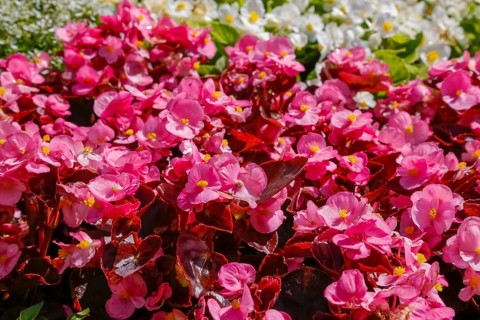 Ice begonia (Begonia semperflorens), flower bed begonia, God's eye, white and pink flowers,