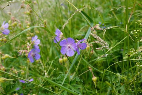 Meadow stork beak (Geranium pratense), stork beak, meadow, wildflowers, grass, grasses, plants,