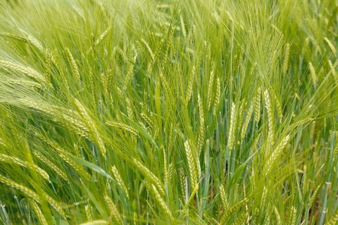 Barley (Hordeum vulgare), sweet grasses, corn field, plants, Baden-Württemberg, Germany