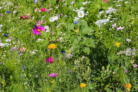 Decorative basket (Cosmos bipinnatus), meadow, colorful wildflowers, grass, grasses, plants,