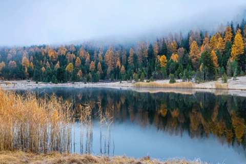 Lake Staz, mountain lake, mixed forest with larch (Larix) in autumn, common reeds (Phragmites