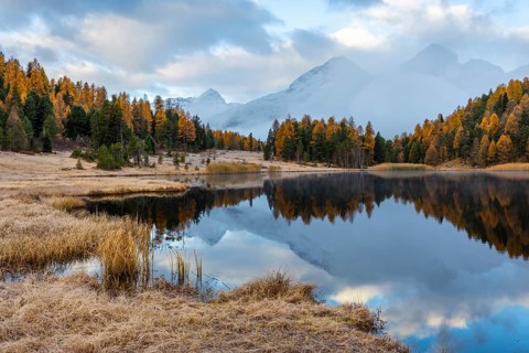 Lake Stazer in front of mountain peaks with snow, mixed forest with larch (Larix) in autumn color,