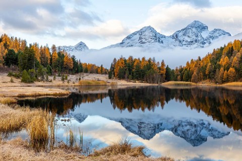 Lake Stazer in front of mountain peaks with snow, mixed forest with larch (Larix) in autumn color,