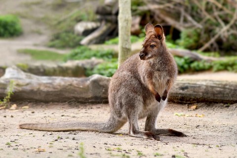 Red necked wallaby, Australian macropod marsupial species