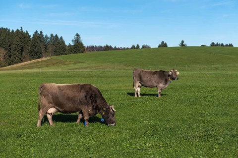 Two marked cows graze on a green field under clear blue sky in a rural area, sensors, near Buching,
