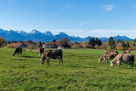 Several cows graze on green fields against picturesque mountain scenery under blue skies, farm,