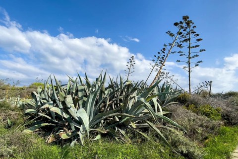 Wild American agave (Agave americana), Gozo Island, Malta