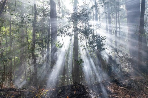 Preventive burning to prevent fires in the hot bushland of Queensland Australia