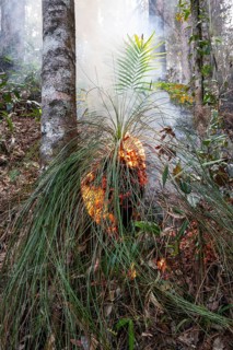 Preventive burning to prevent fires in the hot bushland of Queensland Australia
