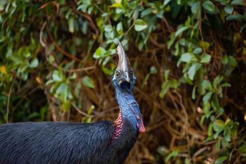 Mating behavior of helmet cassowaries in the Queensland rainforest Australia