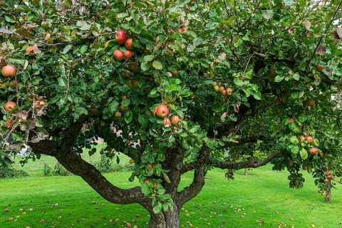 Apple tree (Malus domestica) with fruits, Münsterland, North Rhine-Westphalia, Germany