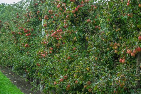 Apple trees (Malus domestica) with fruits, apple tree plantation, Münsterland, North