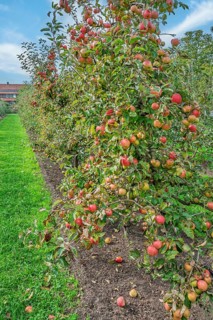 Apple trees (Malus domestica) with fruits, Münsterland, North Rhine-Westphalia, Germany