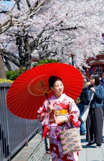 Elderly Japanese woman with kimono and red umbrella, cherry blossom, Asakusa shrine or Senso-ji