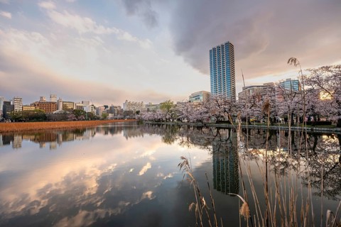 Skyscrapers reflected in the lake at sunset, Shinobazu Pond, cherry blossoms in spring, Hanami