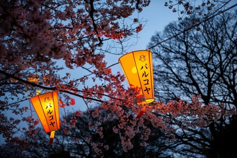 Blooming cherry trees and illuminated lanterns with Japanese writing in the evening, Hanami