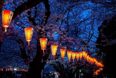 Blooming cherry trees and illuminated lanterns with Japanese lettering in the evening, blue hour,