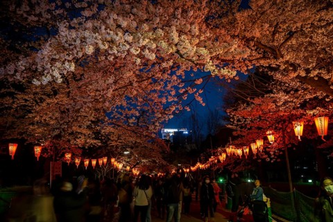 People walking through the park, blooming cherry trees and illuminated lanterns with Japanese