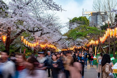 People walking through the park, blooming cherry trees and illuminated lanterns with Japanese