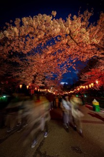 People walking through the park, blooming cherry trees and illuminated lanterns with Japanese