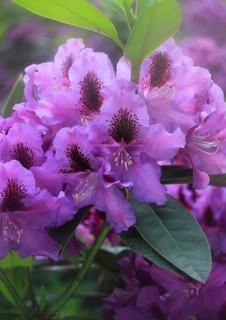 Rhododendron flowers (Rhododendron) with alienation North Rhine-Westphalia, Germany