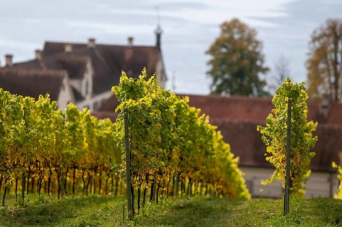 Vineyards in autumn, Uhldingen-Mühlhofen am Lake Constance, Baden-Württemberg, Germany